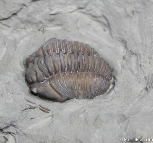 Flexicalymene Trilobite Fossil From Indiana #1001